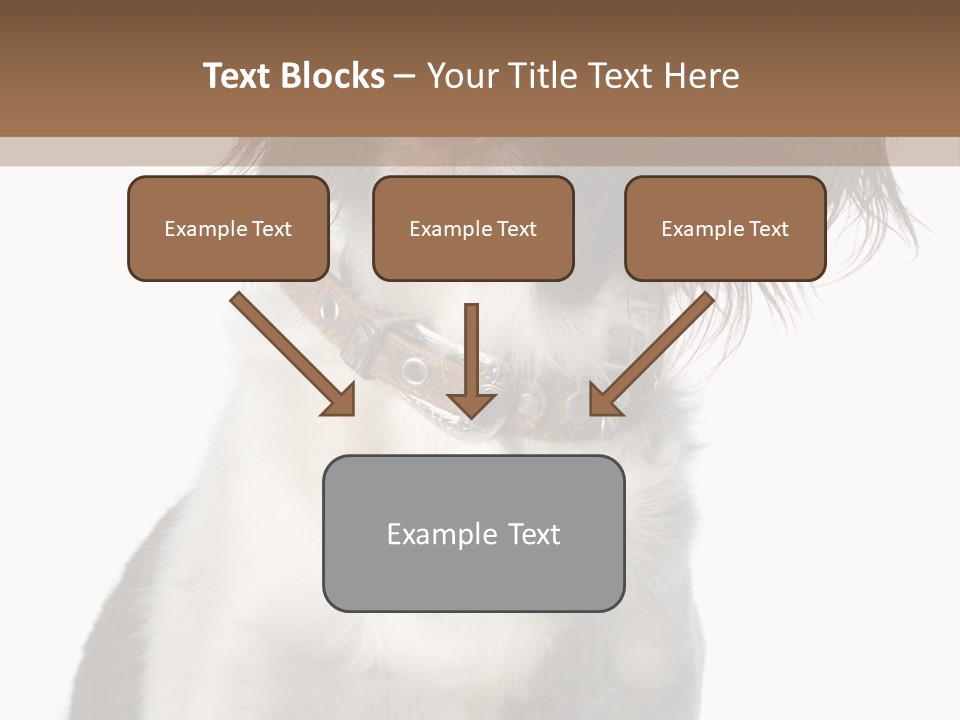 American Water Spaniel PowerPoint Template