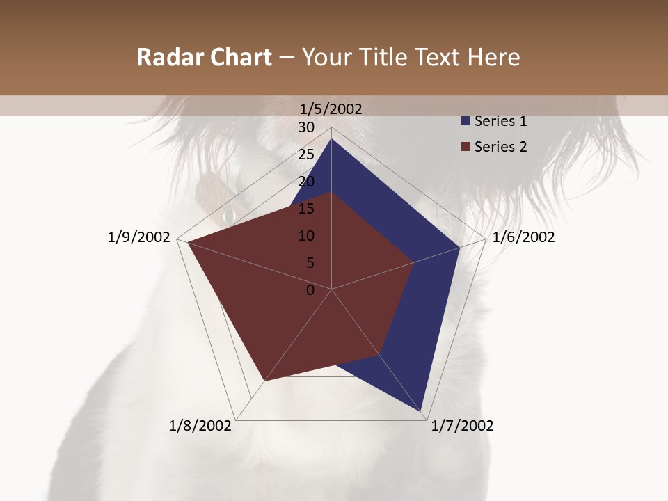 American Water Spaniel PowerPoint Template