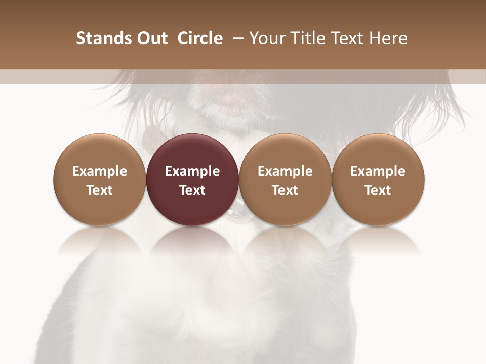 American Water Spaniel PowerPoint Template