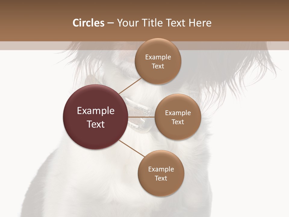 American Water Spaniel PowerPoint Template