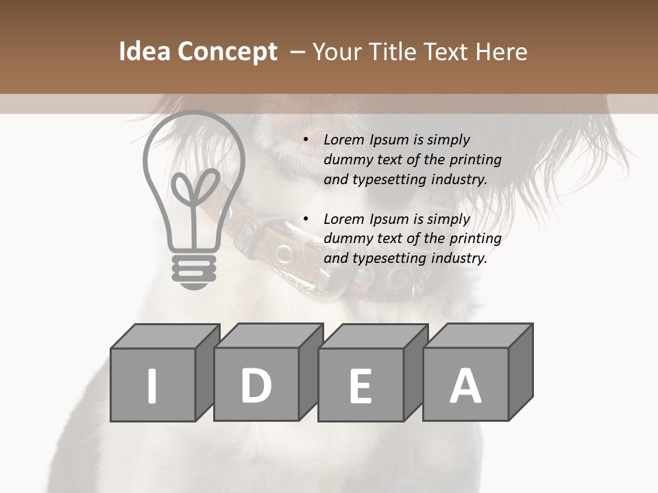 American Water Spaniel PowerPoint Template