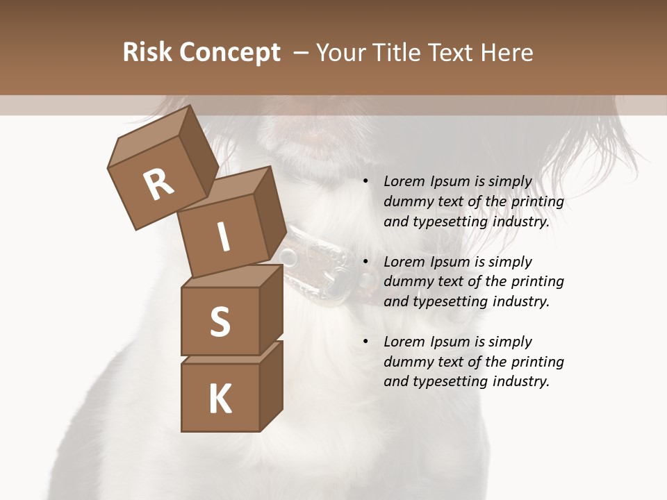 American Water Spaniel PowerPoint Template