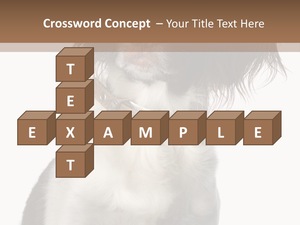 American Water Spaniel PowerPoint Template