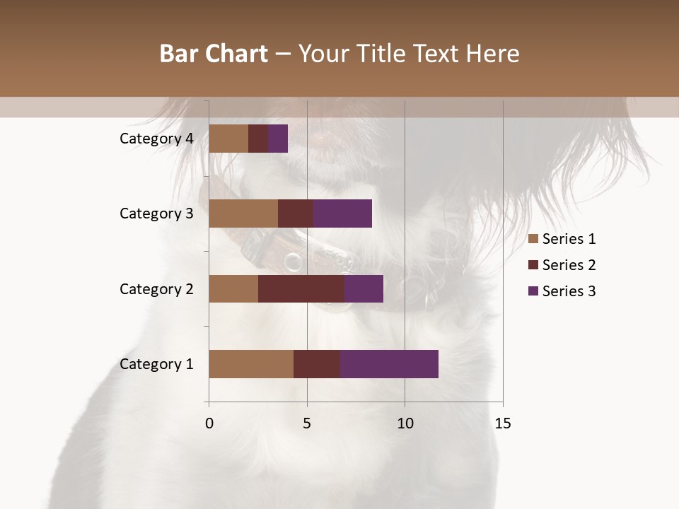 American Water Spaniel PowerPoint Template