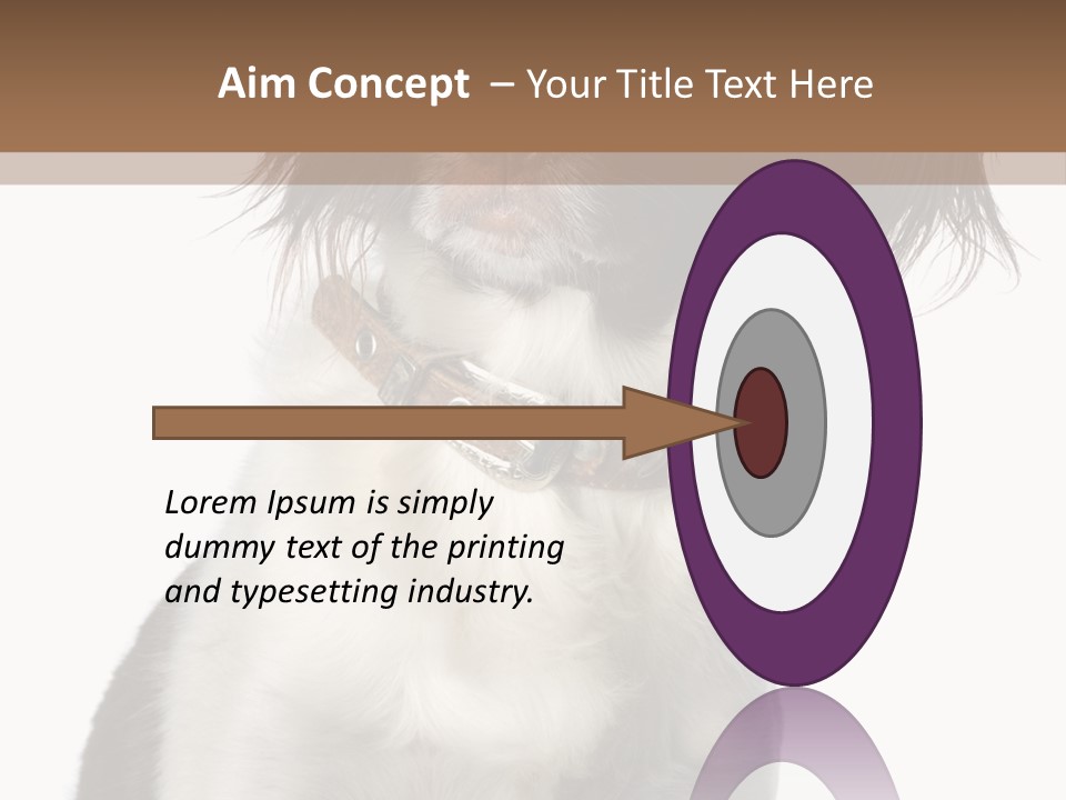 American Water Spaniel PowerPoint Template