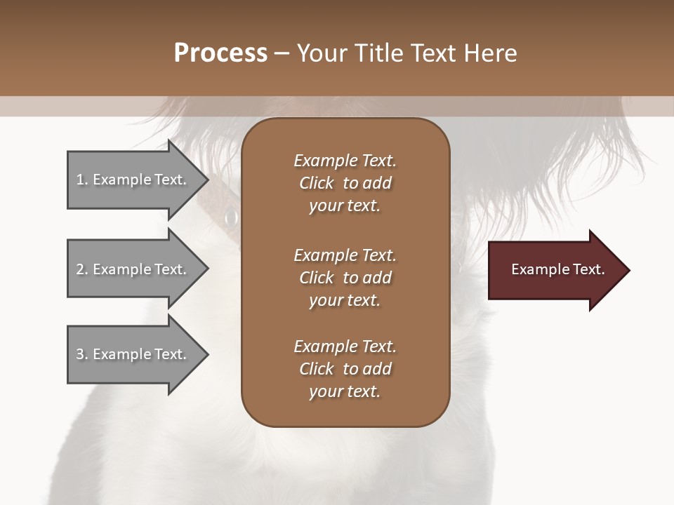 American Water Spaniel PowerPoint Template