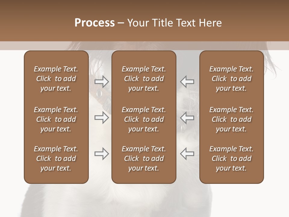 American Water Spaniel PowerPoint Template