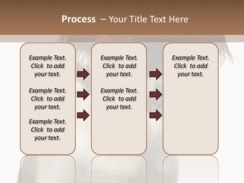 American Water Spaniel PowerPoint Template