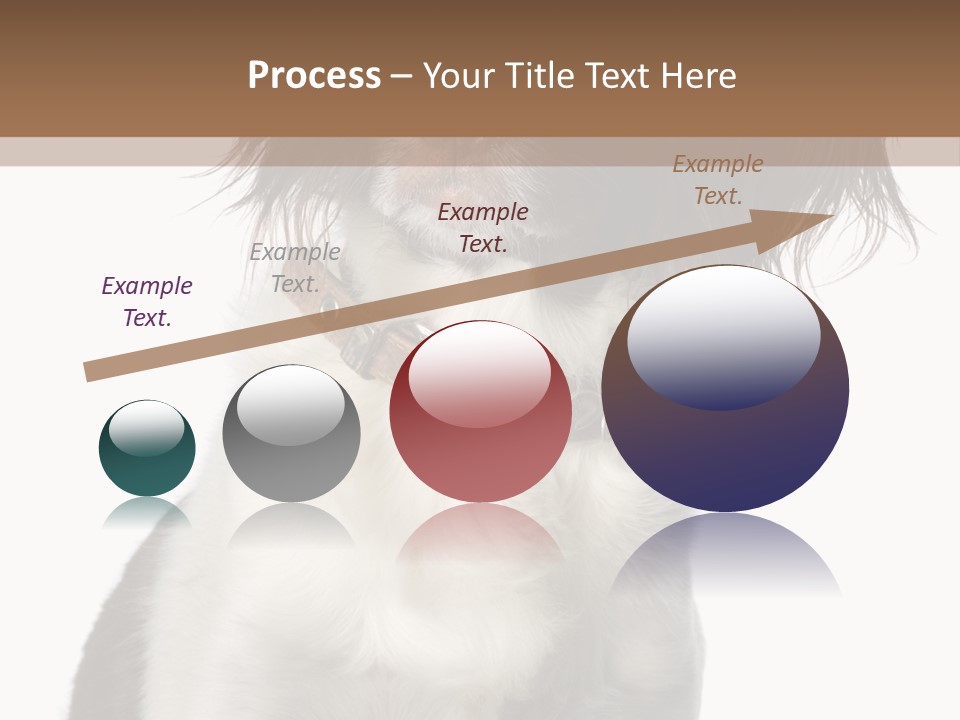 American Water Spaniel PowerPoint Template