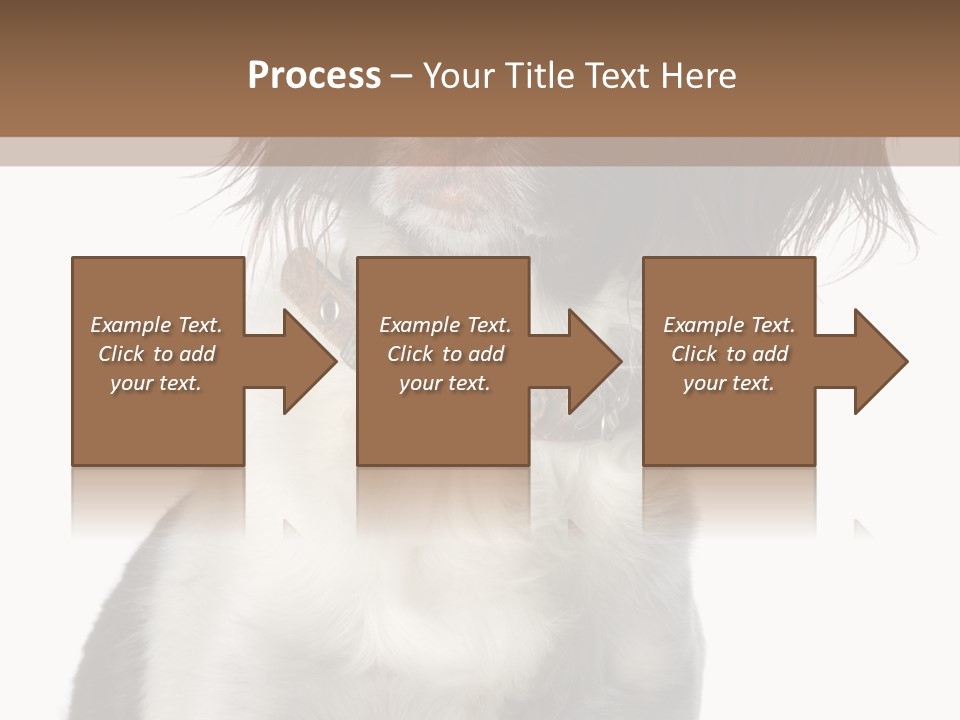 American Water Spaniel PowerPoint Template