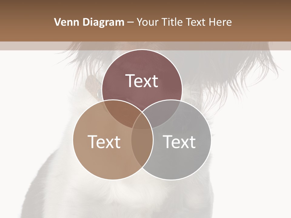 American Water Spaniel PowerPoint Template