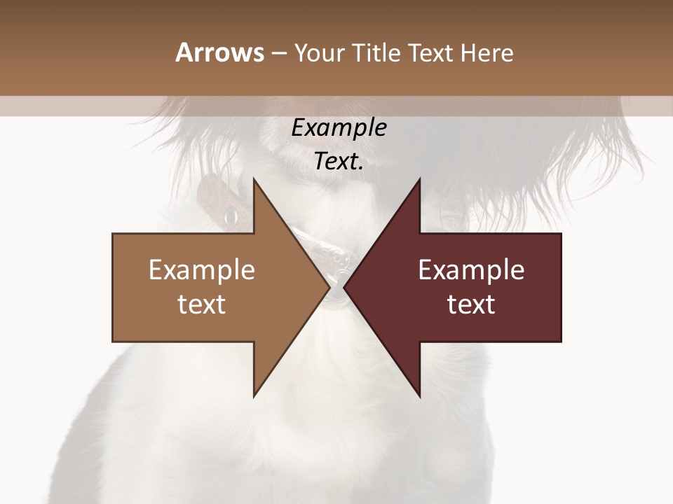 American Water Spaniel PowerPoint Template