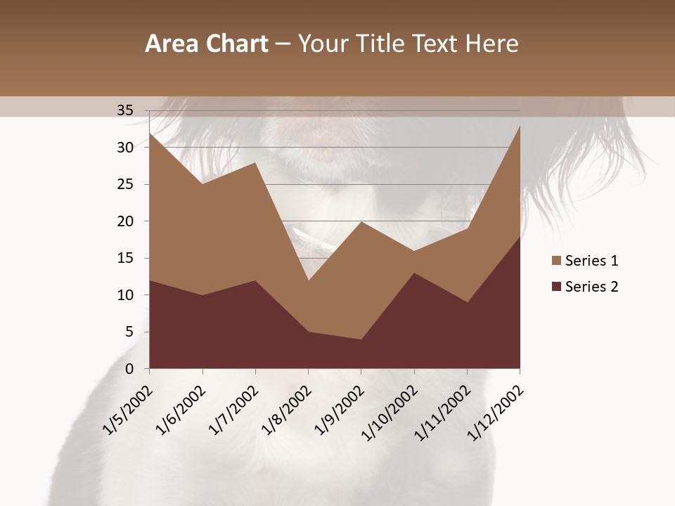 American Water Spaniel PowerPoint Template