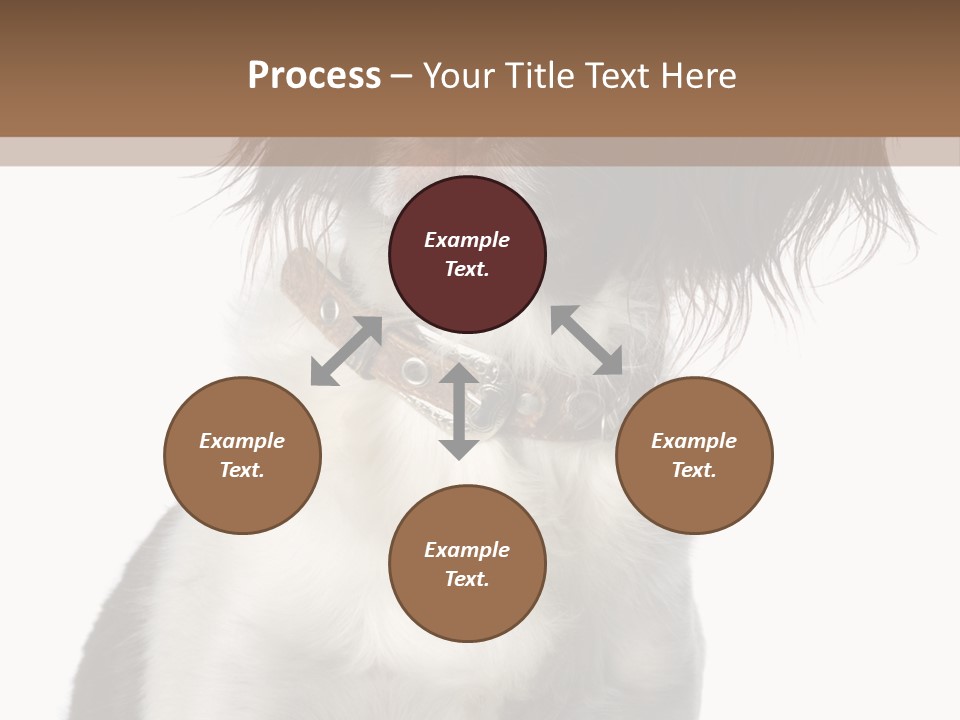 American Water Spaniel PowerPoint Template