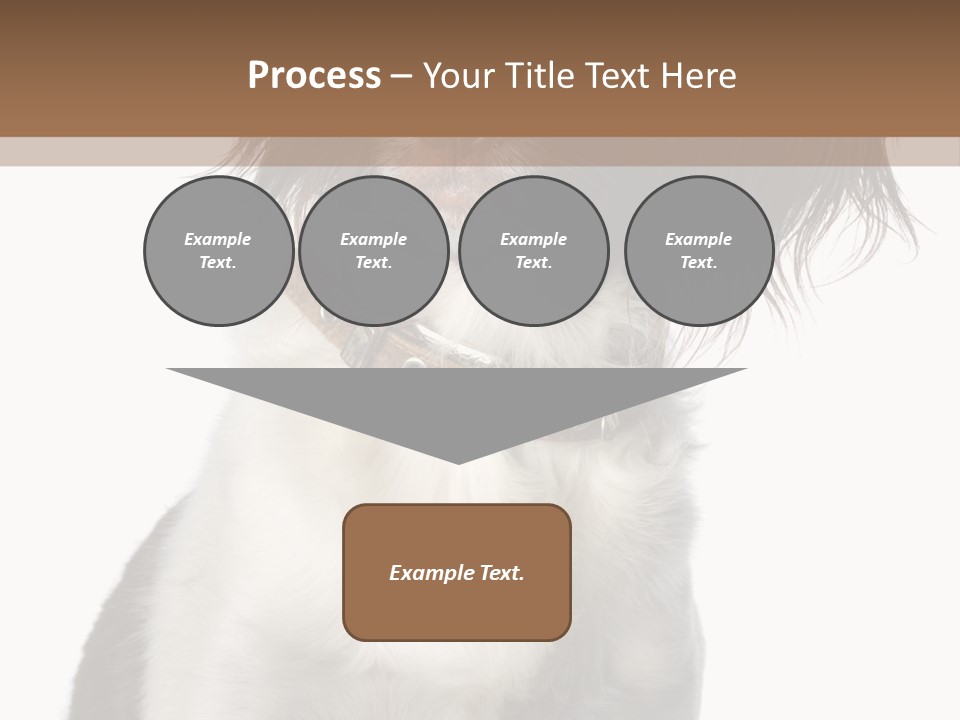 American Water Spaniel PowerPoint Template