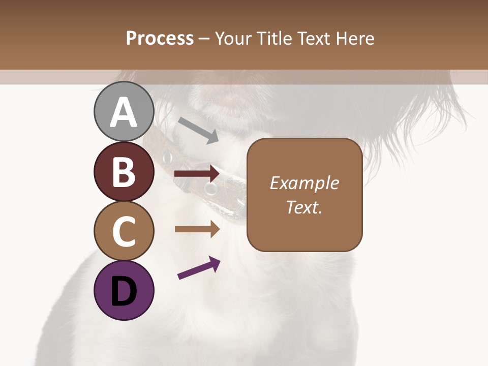 American Water Spaniel PowerPoint Template