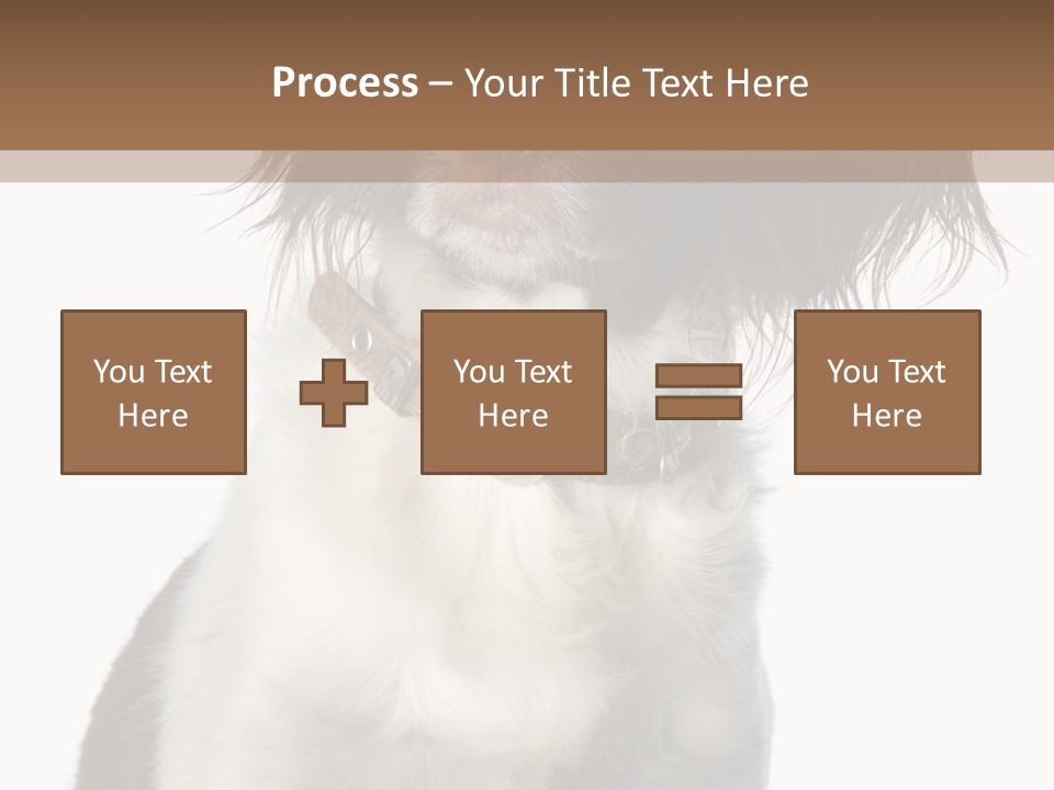 American Water Spaniel PowerPoint Template