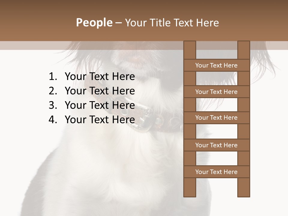 American Water Spaniel PowerPoint Template
