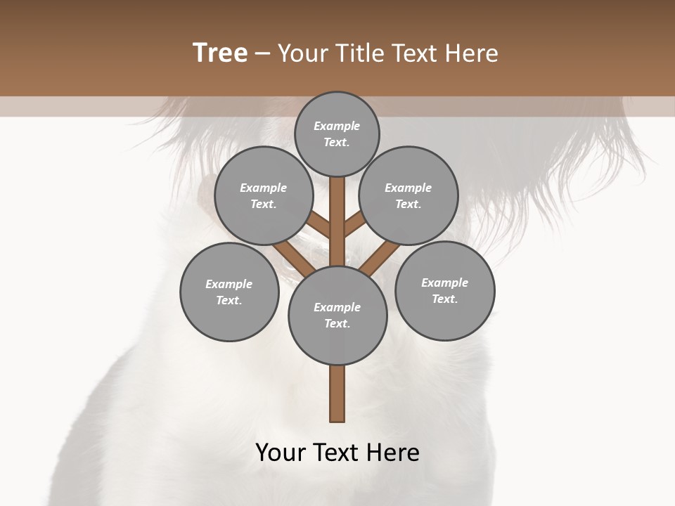 American Water Spaniel PowerPoint Template