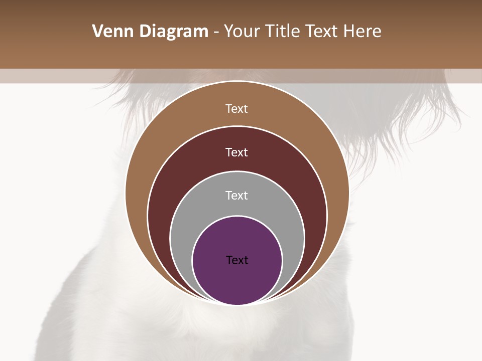 American Water Spaniel PowerPoint Template