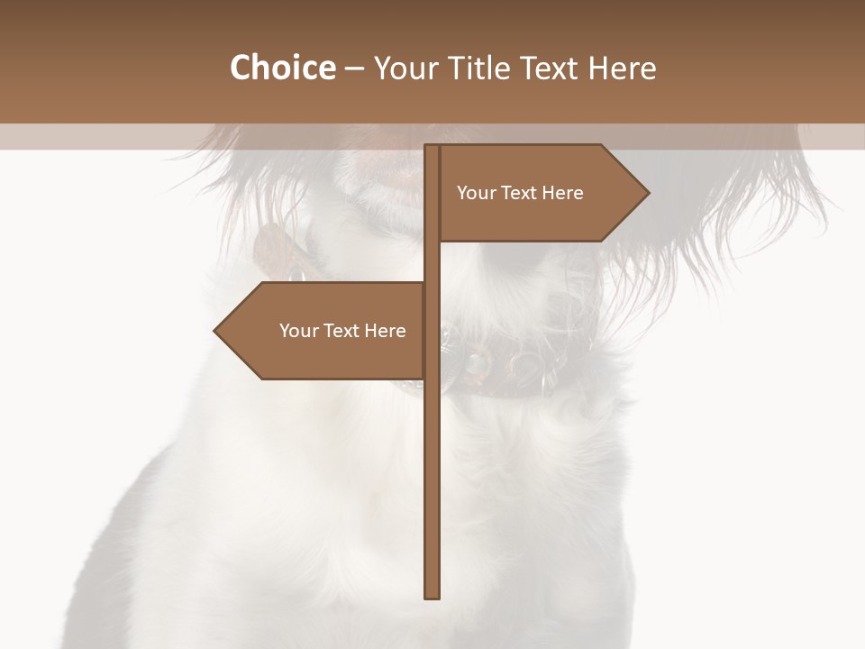 American Water Spaniel PowerPoint Template