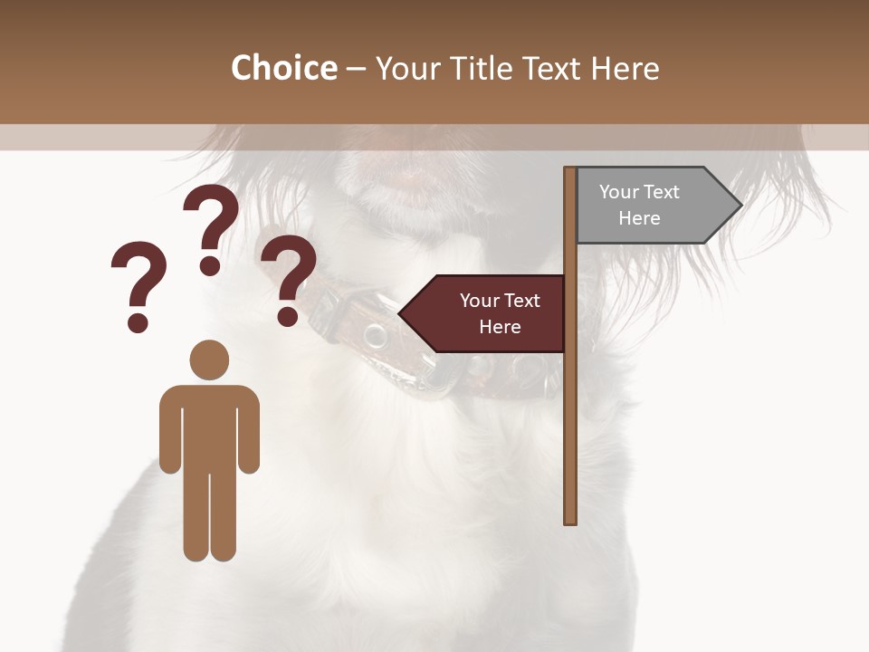 American Water Spaniel PowerPoint Template