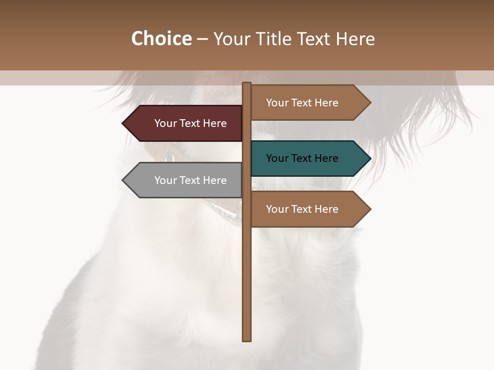 American Water Spaniel PowerPoint Template
