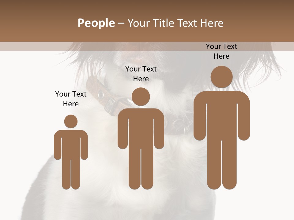 American Water Spaniel PowerPoint Template