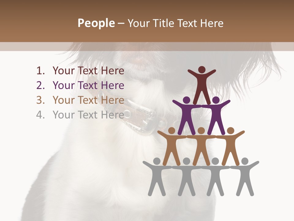 American Water Spaniel PowerPoint Template