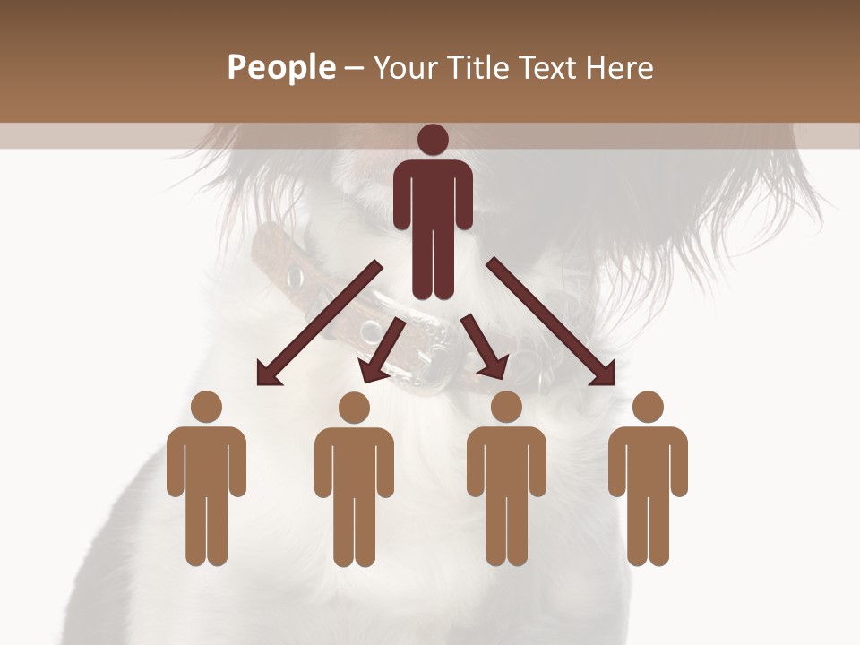 American Water Spaniel PowerPoint Template