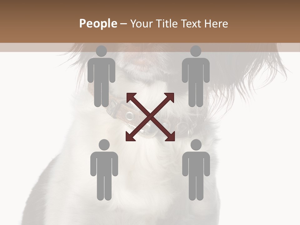 American Water Spaniel PowerPoint Template