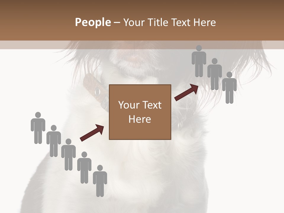 American Water Spaniel PowerPoint Template