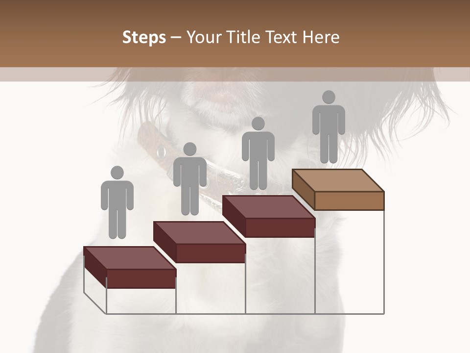 American Water Spaniel PowerPoint Template