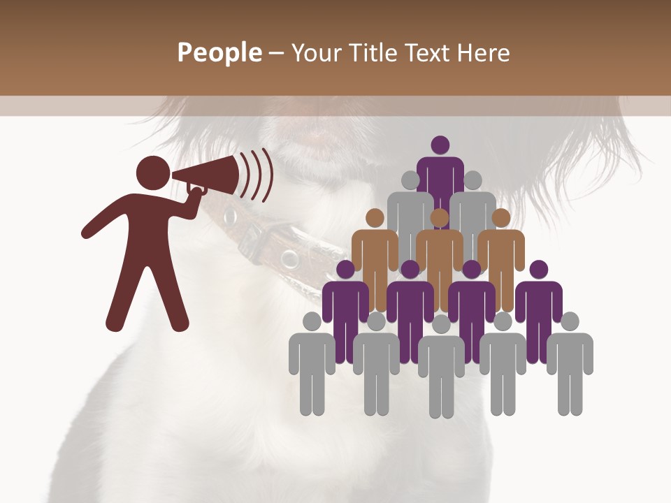 American Water Spaniel PowerPoint Template