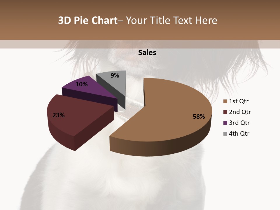American Water Spaniel PowerPoint Template