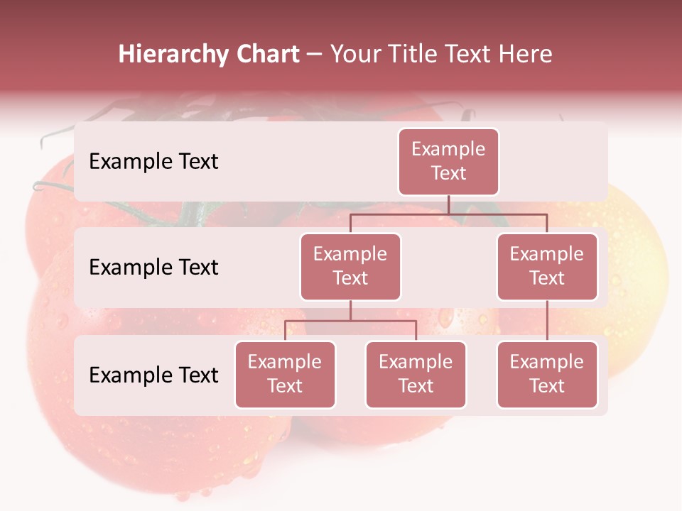 Close Up Of Fresh Red Tomatoes Isolated On White PowerPoint Template