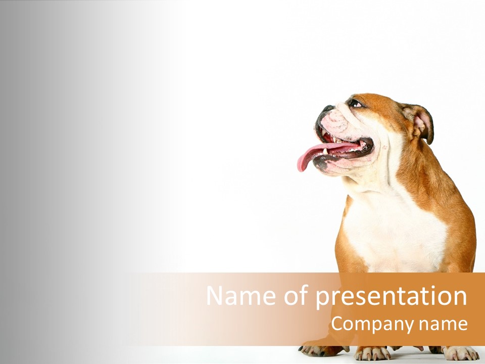 Bulldog PowerPoint Template