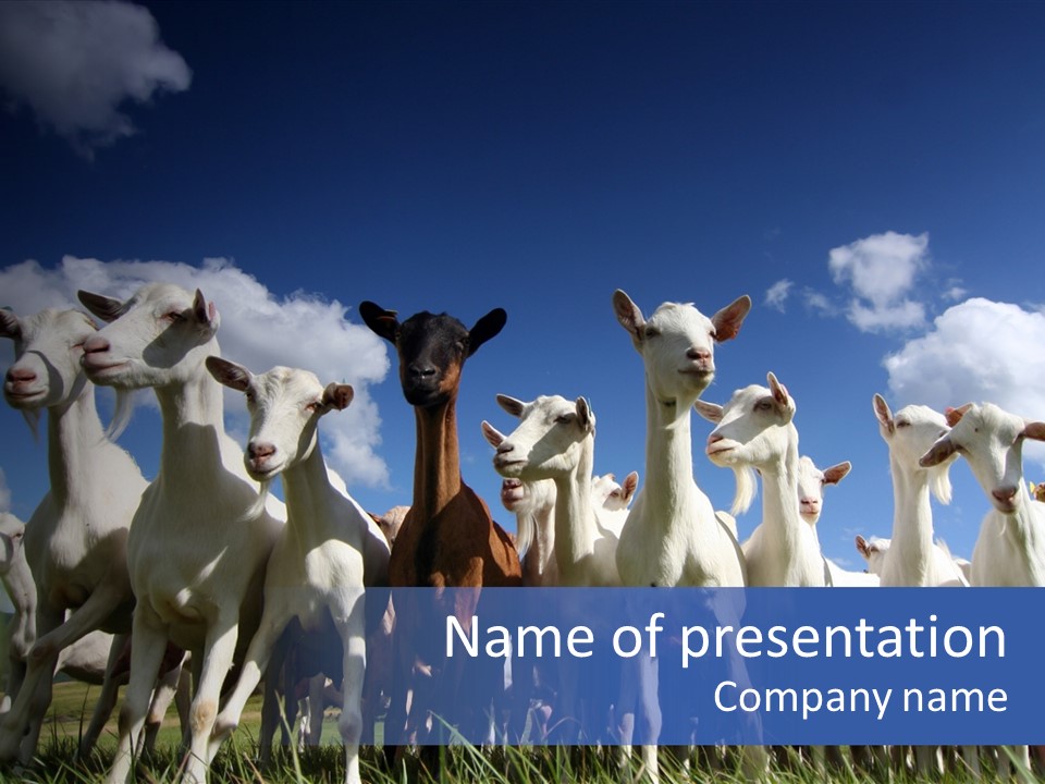 A Herd Of Goats, Seen From Below, Against A Blue Sky PowerPoint Template