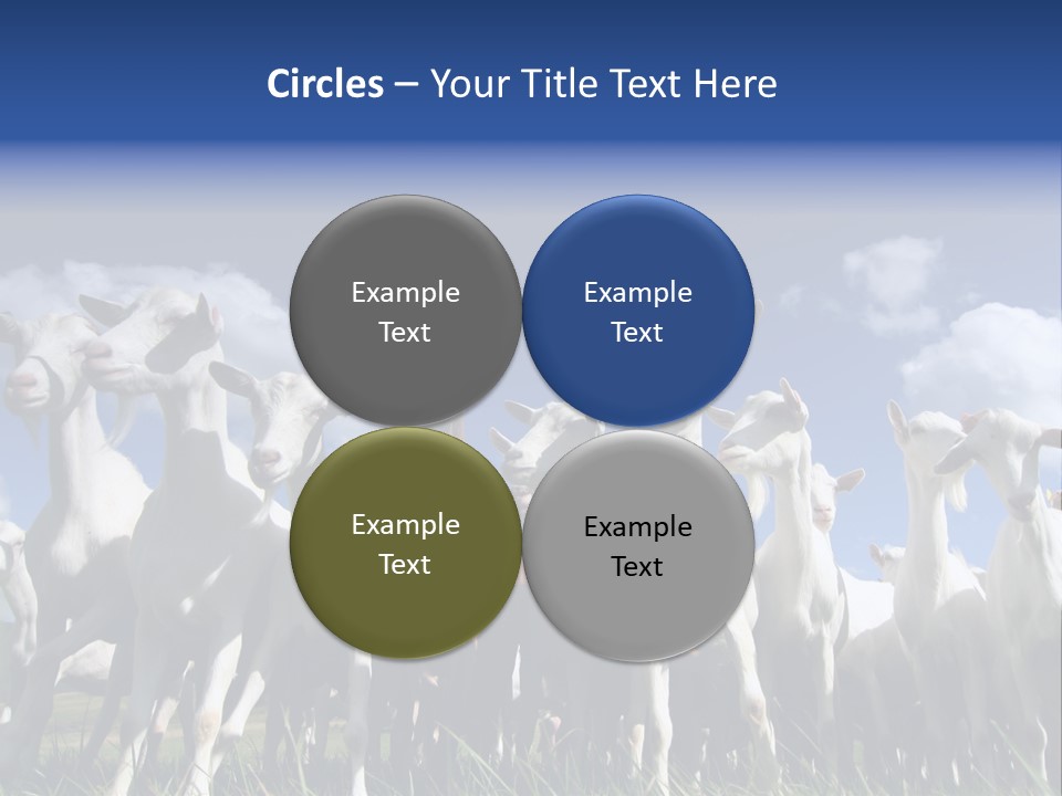 A Herd Of Goats, Seen From Below, Against A Blue Sky PowerPoint Template