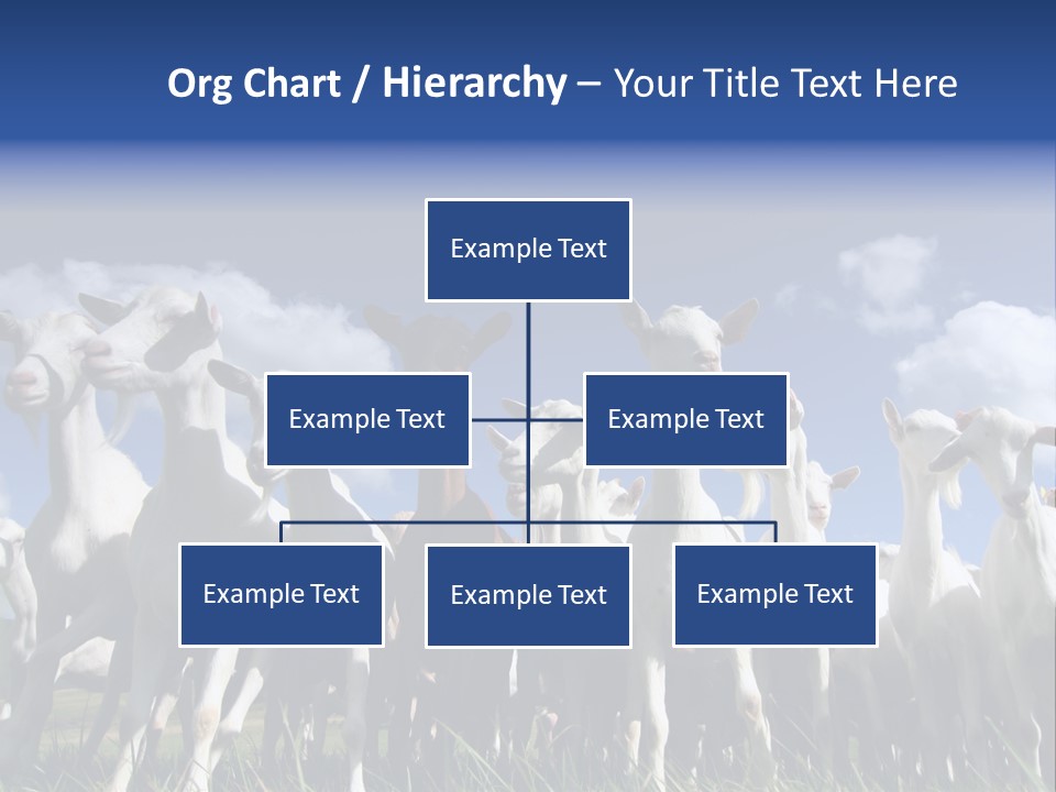 A Herd Of Goats, Seen From Below, Against A Blue Sky PowerPoint Template