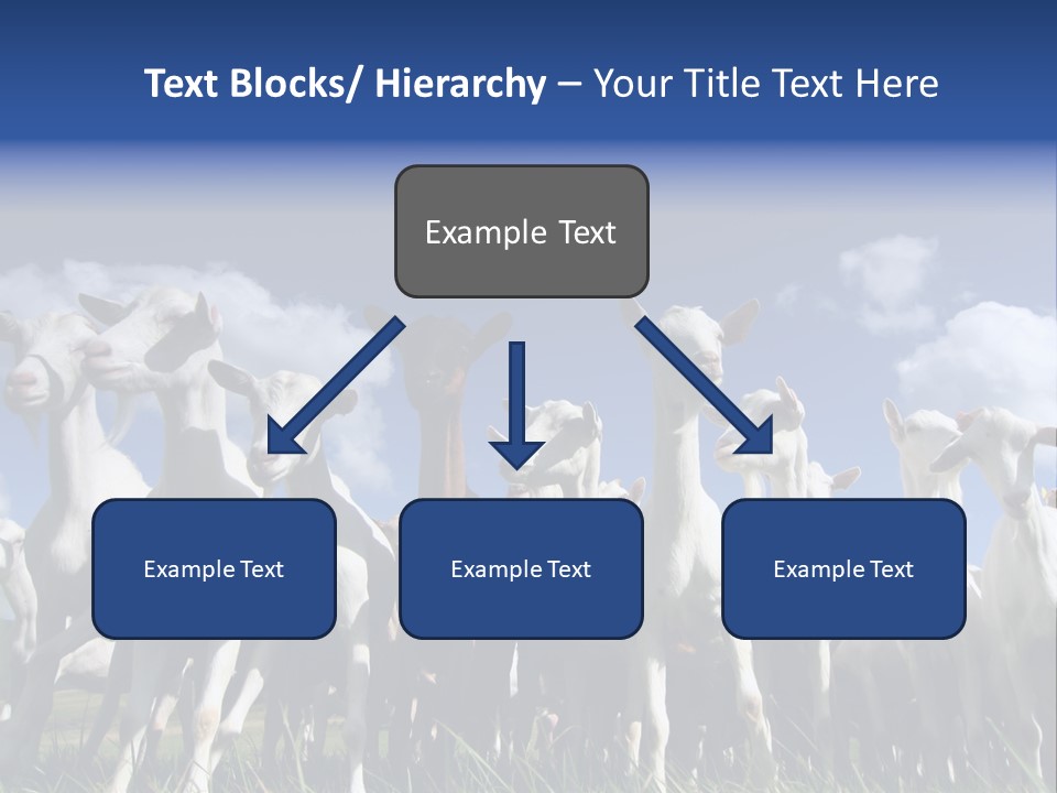 A Herd Of Goats, Seen From Below, Against A Blue Sky PowerPoint Template