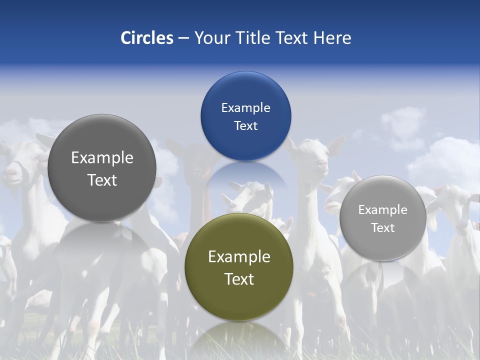 A Herd Of Goats, Seen From Below, Against A Blue Sky PowerPoint Template