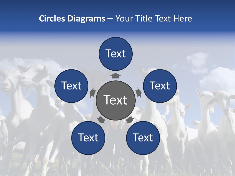 A Herd Of Goats, Seen From Below, Against A Blue Sky PowerPoint Template