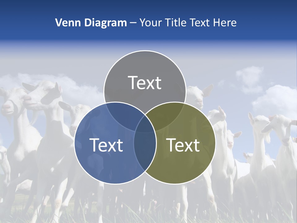A Herd Of Goats, Seen From Below, Against A Blue Sky PowerPoint Template