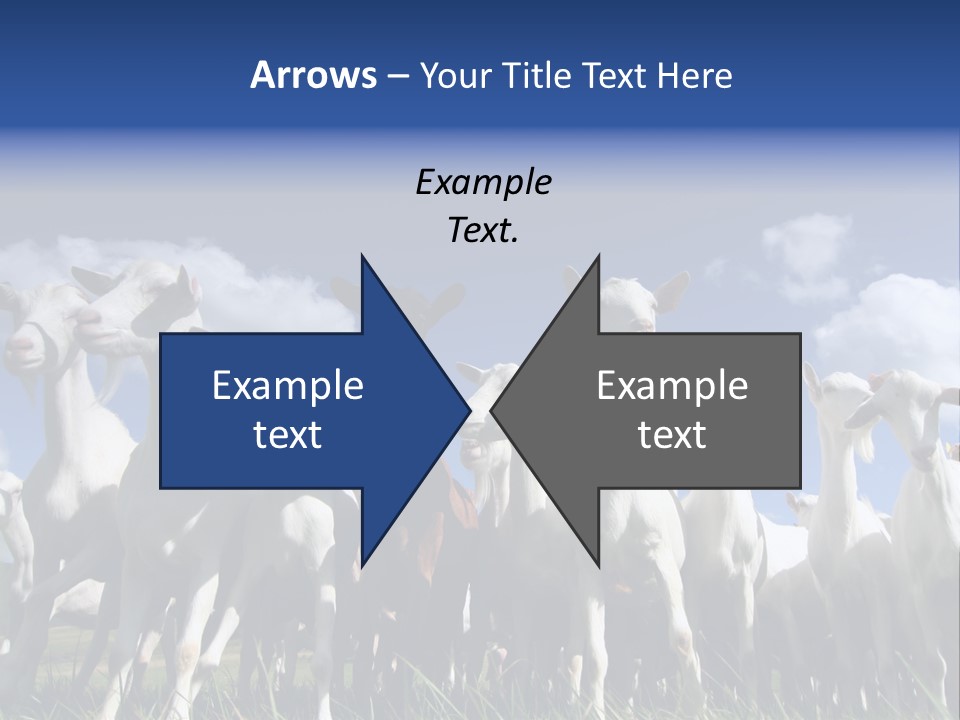 A Herd Of Goats, Seen From Below, Against A Blue Sky PowerPoint Template