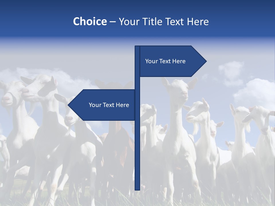A Herd Of Goats, Seen From Below, Against A Blue Sky PowerPoint Template
