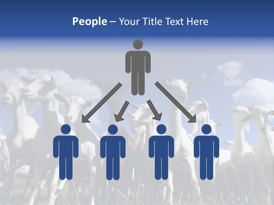 A Herd Of Goats, Seen From Below, Against A Blue Sky PowerPoint Template