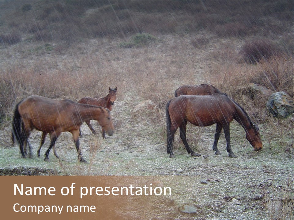 Horses In Hail PowerPoint Template