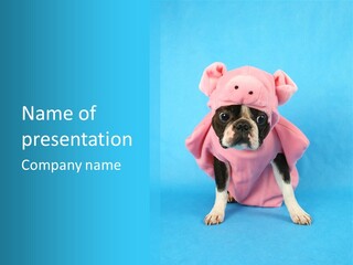 A Boston Terrier In A Pig Costume PowerPoint Template