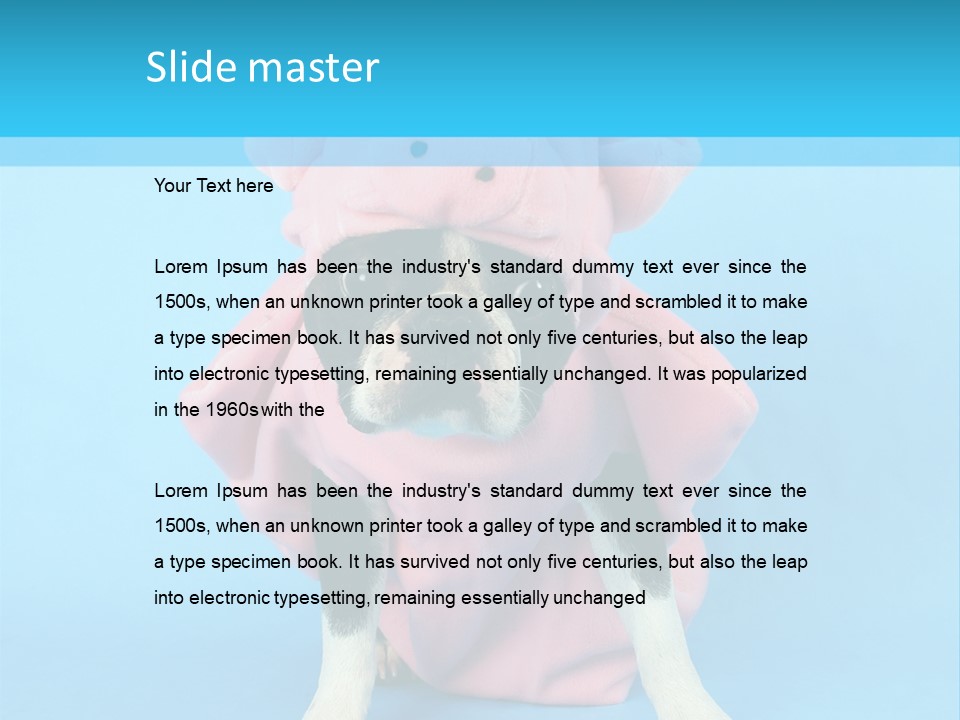 A Boston Terrier In A Pig Costume PowerPoint Template